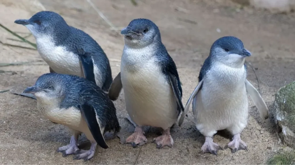 Little blue Penguin